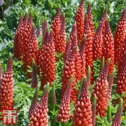 Lupin 'Street Party Collection' -Garden Plants lupi cast b