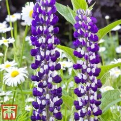Lupin 'Street Party Collection' -Garden Plants lupi gove