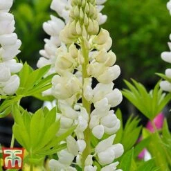 Lupin 'Street Party Collection' -Garden Plants lupi nobe