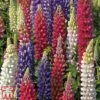 Lupin 'Street Party Collection' 1 Lupin 'Street Party Collection' -Garden Plants lupi stre a