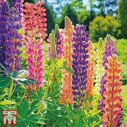 Perennial Saver Collection -Garden Plants lupin russell12