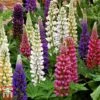 Lupin 'Gallery' (Gallery Series) -Garden Plants lupin1