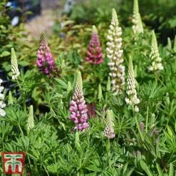 Lupin 'Gallery' (Gallery Series) -Garden Plants lupin3