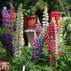 Lupin 'Gallery' (Gallery Series) -Garden Plants lupin4