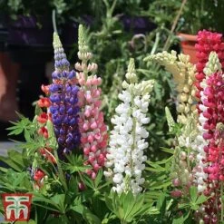 Lupin 'Gallery' (Gallery Series) -Garden Plants lupin5