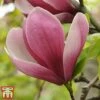 Magnolia 'Satisfaction' -Garden Plants magnolia2