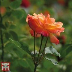 Rose 'Climbing Masquerade' -Garden Plants masq2