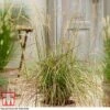 Miscanthus Sinensis 'Ruby Cute' 2 Miscanthus Sinensis 'Ruby Cute' -Garden Plants misc ruby
