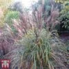 Miscanthus Sinensis 'Volcano' -Garden Plants misc volc