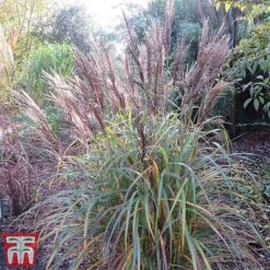 Miscanthus Sinensis 'Volcano'