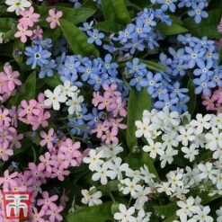 Forget-Me-Not Mixed -Garden Plants mix my