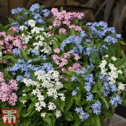 Forget-Me-Not Mixed -Garden Plants mix mye