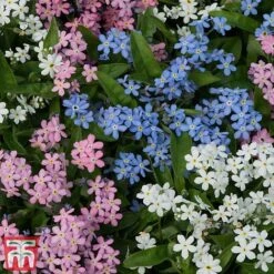 Forget-Me-Not Mixed -Garden Plants mix myo