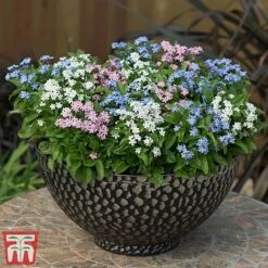 Forget-Me-Not Mixed -Garden Plants mix myt