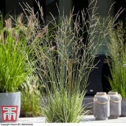 Molinia Caerulea Ssp. Arundinacea 'Mostenveld'