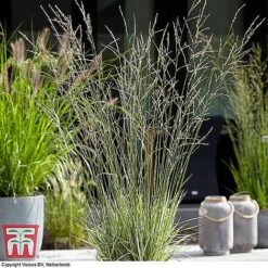 Architectural Grasses Collection -Garden Plants moli most1