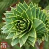 Araucaria Araucana -Garden Plants monk