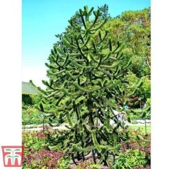 Araucaria Araucana -Garden Plants monk6