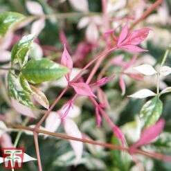 Nandina Domestica 'Twilight' -Garden Plants nan