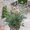 Nandina Domestica 'Twilight' -Garden Plants nand