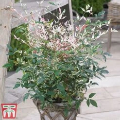 Nandina Domestica 'Twilight'