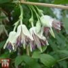 Clematis Napaulensis -Garden Plants nap