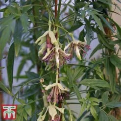 Clematis Napaulensis 11 Clematis Napaulensis -Garden Plants napal