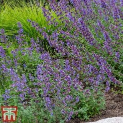 Nepeta Racemosa 'Walkers Low'