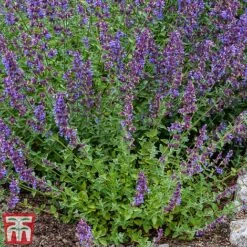 Nepeta Racemosa 'Walkers Low' -Garden Plants nepe3