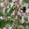 NEPETA Grandiflora 'Dawn To Dusk' -Garden Plants nepeta dawn to dusk 6240553