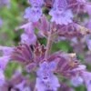 NEPETA Racemosa 'Walker's Low' -Garden Plants nepeta racemosa walkers low