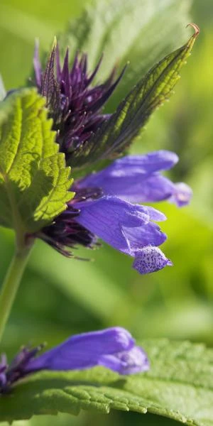 NEPETA Subsessilis 'Blue Dreams' 3 NEPETA Subsessilis 'Blue Dreams'
