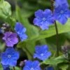 OMPHALODES Cappadocica 'Cherry Ingram' -Garden Plants omphalodes cappadocica cherry ingram 4300183