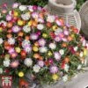 Delosperma Cooperi 'Jewel Of Desert' Collection -Garden Plants osteo1