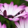OSTEOSPERMUM Hardy Pink -Garden Plants osteospermum hardy pink 2