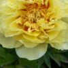 PAEONIA 'Bartzella'