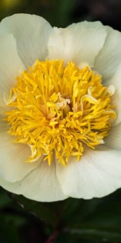 PAEONIA 'Claire De Lune'