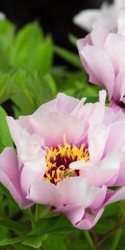 PAEONIA 'Cora Louise' -Garden Plants paeonia cora louise 6011017 2