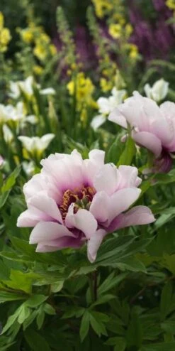 PAEONIA 'Cora Louise' -Garden Plants paeonia cora louise 6021044