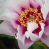 PAEONIA 'Cora Louise' -Garden Plants paeonia cora louise 6161117