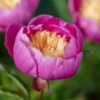 PAEONIA Lactiflora 'Bowl Of Beauty' 1 PAEONIA Lactiflora 'Bowl Of Beauty' -Garden Plants paeonia lactiflora bowl of beauty 6010542