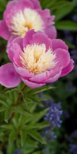 PAEONIA Lactiflora 'Bowl Of Beauty' -Garden Plants paeonia lactiflora bowl of beauty 6030726