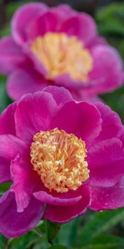 PAEONIA Lactiflora 'Doreen' -Garden Plants paeonia lactiflora doreen 6101191 3