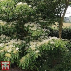 Cornus Controversa 'Pagoda' 8 Cornus Controversa 'Pagoda' -Garden Plants pag2