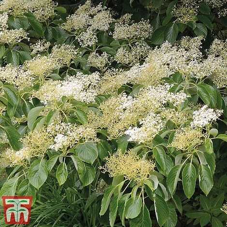 Cornus Controversa 'Pagoda' 4 Cornus Controversa 'Pagoda' - Image 2