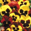 Pansy 'Autumn Blaze Mixed' (Garden Ready) -Garden Plants pansy