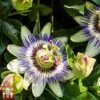 Passiflora Caerulea -Garden Plants pass cae