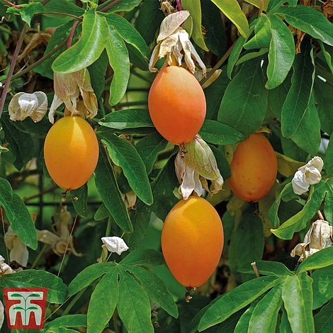 Passiflora Caerulea 4 Passiflora Caerulea - Image 2