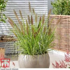Architectural Grasses Collection -Garden Plants penn black1