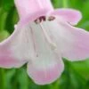 PENSTEMON 'Apple Blossom' -Garden Plants penstemon appleblossom